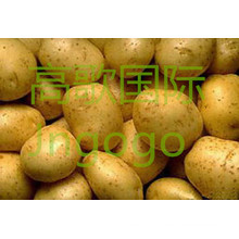 Chinois frais de bonne qualité Big Potato